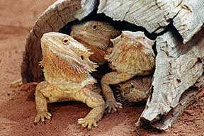 Alice Springs Reptile Centre - Attractions 0