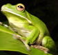 The Rainforest Habitat - Attractions