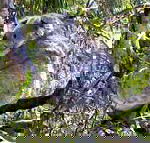 Koala Conservation Centre - Attractions