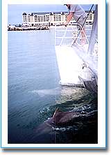 Temptation Sailing - Attractions 1
