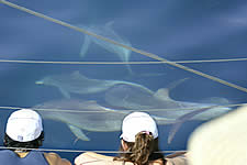 Temptation Sailing - Attractions 2
