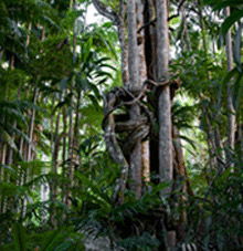 Rainforest Skywalk - Attractions 3