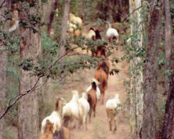 High Country Horses - Attractions 2
