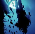 Scuba World - Attractions