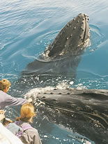 Storeyline Tours - Attractions 1