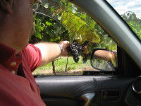 Mount Tamborine Winery & Homestead - Attractions 1