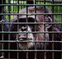 Rockhampton Zoo - Attractions