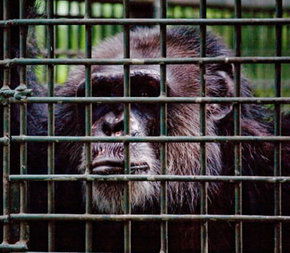 Rockhampton Zoo - Attractions 0