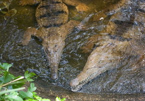 Rockhampton Zoo - Attractions 1