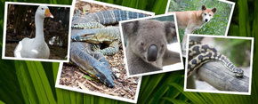 Rockhampton Zoo - Attractions 2