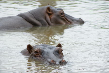 Cairns Wildlife Safari Reserve - Attractions 2