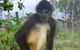 Cairns Wildlife Safari Reserve - thumb 3