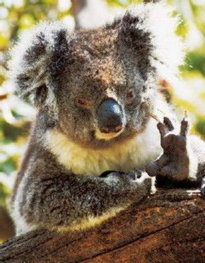 Cudlee Creek SA Attractions