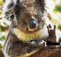 Gorge Wildlife Park - Attractions
