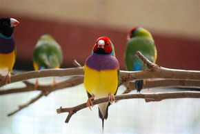 Kyabram Fauna Park - Attractions 1