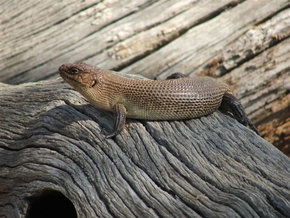 Kyabram Fauna Park - Attractions 2