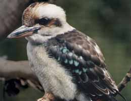 Nowra Wildlife Park - Attractions 2