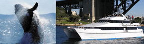 Prestige Harbour Cruises - Attractions 3