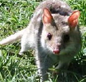 Urimbirra Wildlife Park - Attractions
