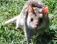 Book Victor Harbor Accommodation Vacations Attractions Attractions