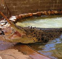 Wyndham Zoological Gardens and Crocodile Park - Attractions