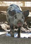 Wagga Wagga Zoo - Attractions 0