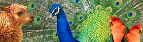 Wagga Wagga Zoo - Attractions 1
