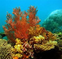 Three Islands Whale Shark Dive - Attractions