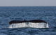 Three Islands Whale Shark Dive - thumb 1