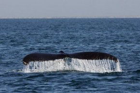 Three Islands Whale Shark Dive - Attractions 1