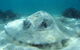 Three Islands Whale Shark Dive - thumb 2