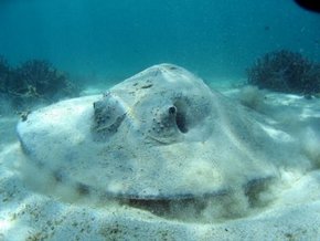 Three Islands Whale Shark Dive - Attractions 2