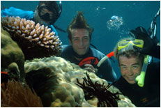Dolphin Wild - Attractions 1