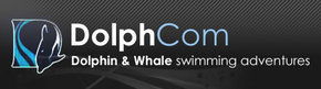 Dolphcom - Dolphin & Whale Swimming Adventures - Attractions 0