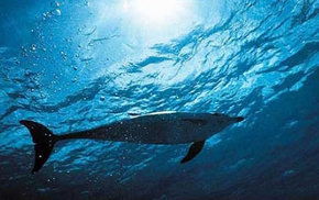Dolphcom - Dolphin & Whale Swimming Adventures - Attractions 1