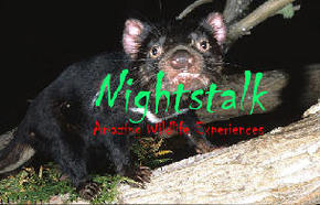 Something Wild - Attractions 1