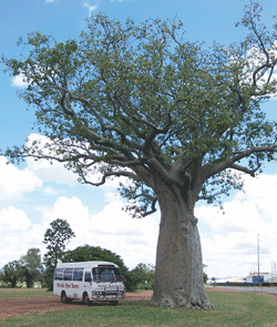 Kununurra Cruises - Attractions 1