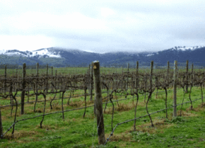 Kinloch Wines - Attractions