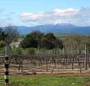 Buller View Wines - Attractions