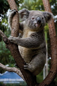 Currumbin Wildlife Sanctuary - Attractions Las Vegas 1