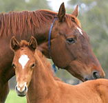 Blue Gum Farm - Attractions