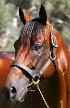 Blue Gum Farm - Attractions 2