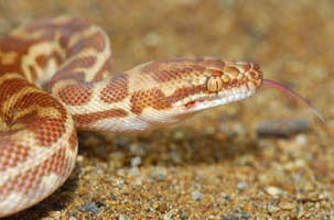 Cool Companions - Attractions 1