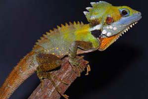 Cool Companions - Attractions 2