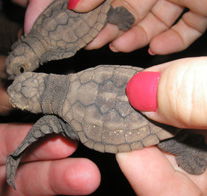 Footprints Adventures - Attractions 1