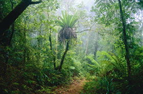 Lamington National Park And OReillys - Attractions 0