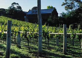 Goona Warra Vineyard - Attractions 1