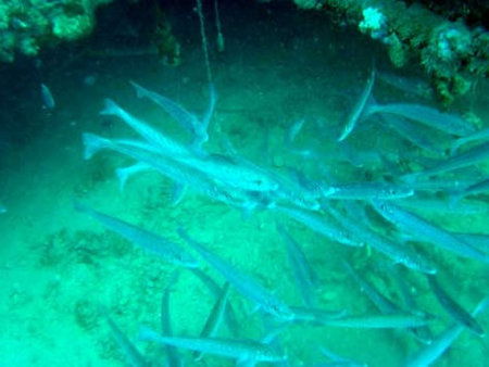 Underwater Sports Diving Centre - Attractions 1