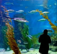 Melbourne Aquarium - Attractions