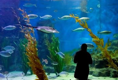Melbourne Aquarium - Attractions 0